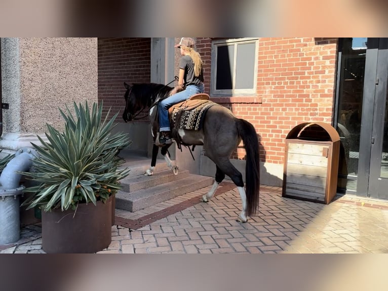 American Quarter Horse Castrone 11 Anni 147 cm Tobiano-tutti i colori in Lipan, TX