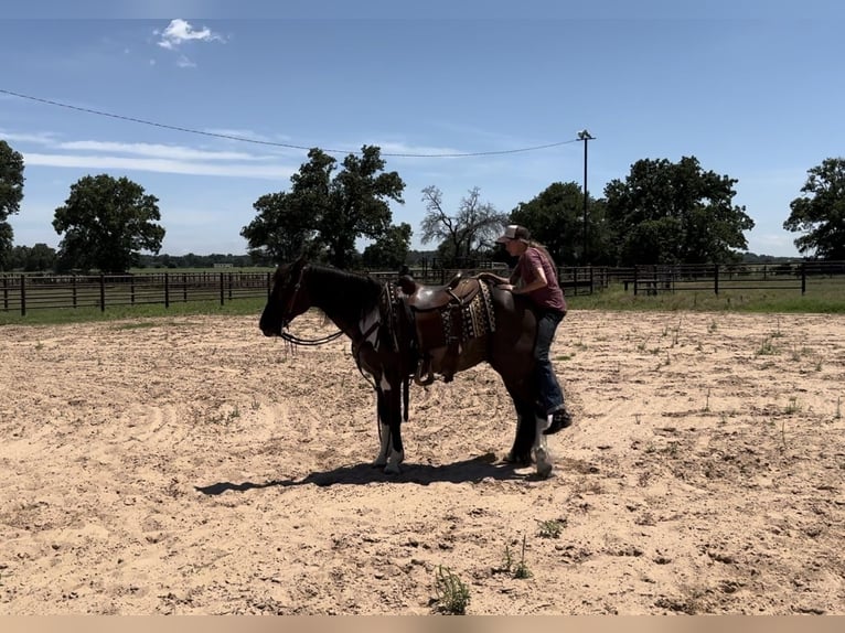 American Quarter Horse Castrone 11 Anni 147 cm Tobiano-tutti i colori in Lipan, TX