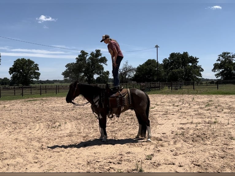 American Quarter Horse Castrone 11 Anni 147 cm Tobiano-tutti i colori in Lipan, TX