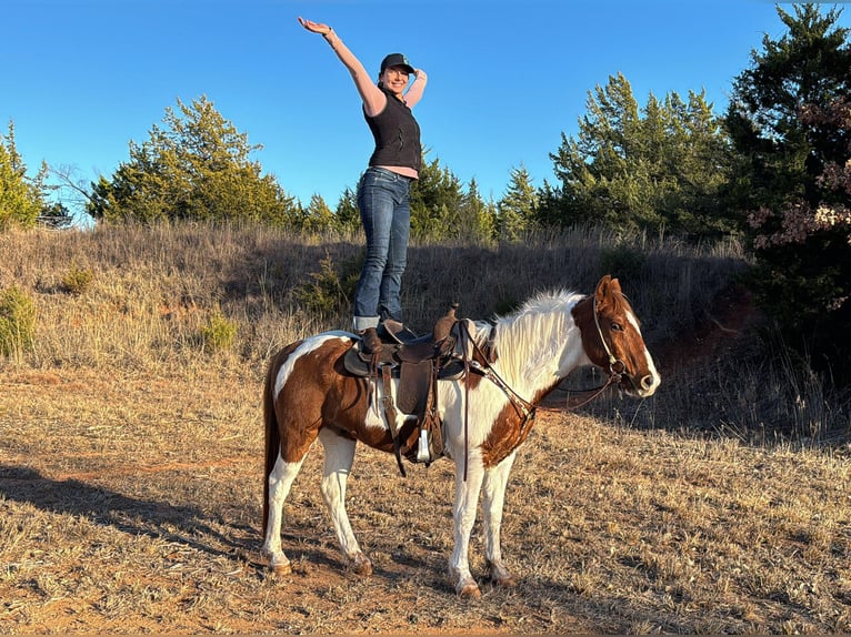 American Quarter Horse Castrone 11 Anni 147 cm Tobiano-tutti i colori in Guthrie OK