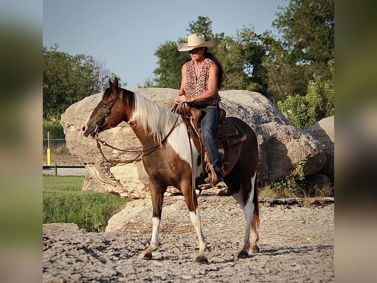 American Quarter Horse Castrone 11 Anni 147 cm Tobiano-tutti i colori in Lipton TX