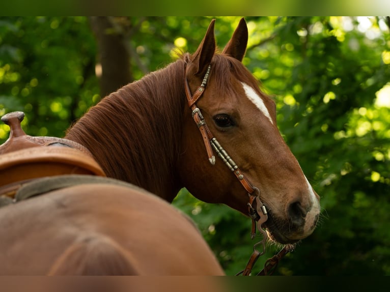 American Quarter Horse Castrone 11 Anni 148 cm Sauro scuro in Markranstädt