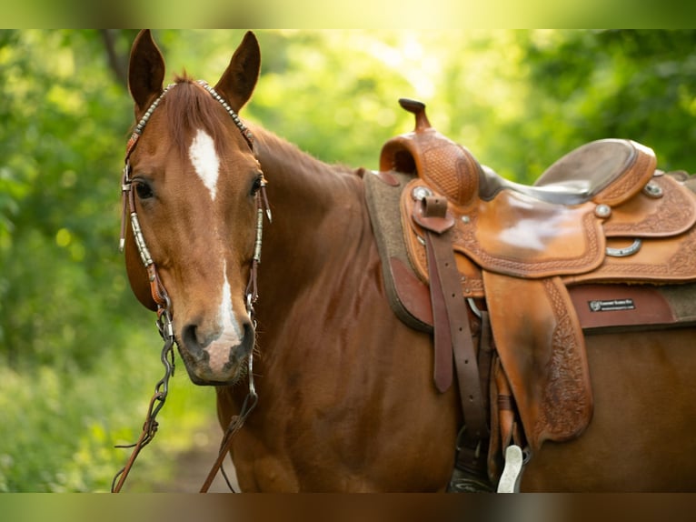 American Quarter Horse Castrone 11 Anni 148 cm Sauro scuro in Markranstädt