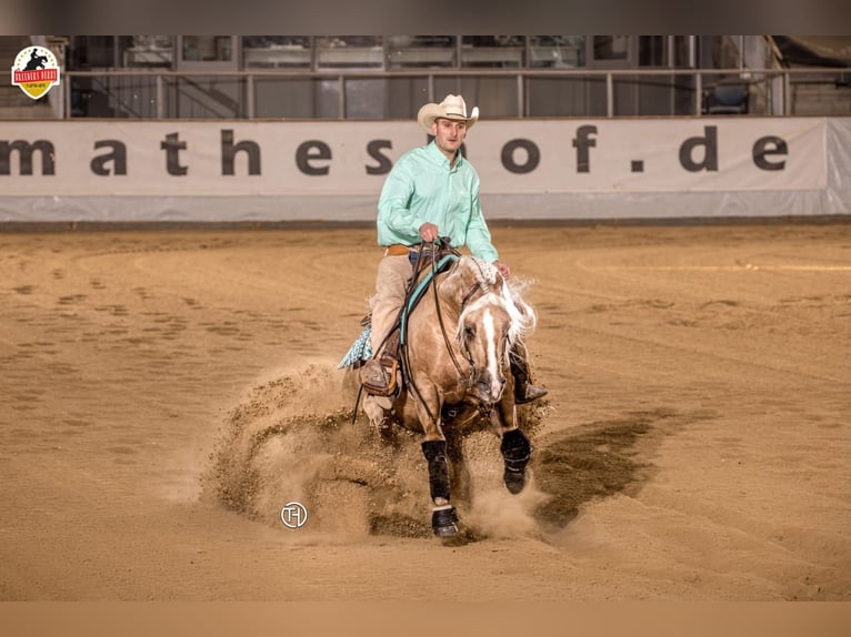 American Quarter Horse Castrone 11 Anni 149 cm Palomino in Kirchdorf