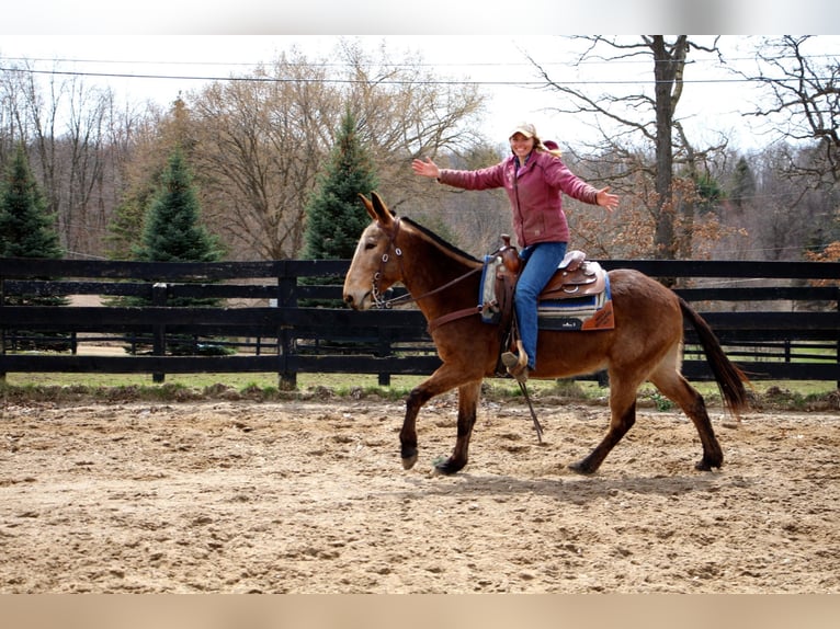 American Quarter Horse Castrone 11 Anni 150 cm Baio ciliegia in Highland MI