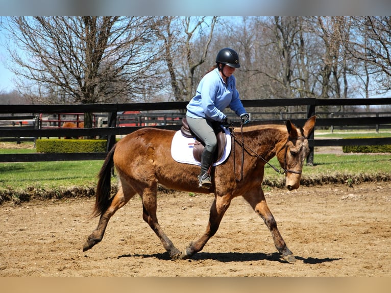 American Quarter Horse Castrone 11 Anni 150 cm Baio ciliegia in Highland MI