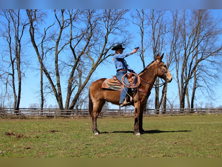 American Quarter Horse Castrone 11 Anni 150 cm Baio ciliegia in Highland MI