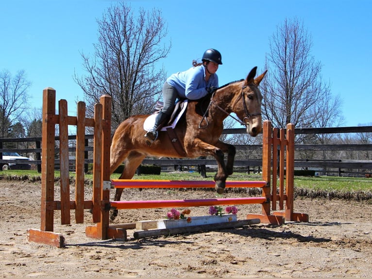 American Quarter Horse Castrone 11 Anni 150 cm Baio ciliegia in Highland MI