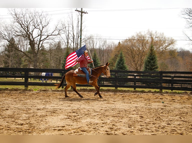 American Quarter Horse Castrone 11 Anni 150 cm Baio ciliegia in Highland MI