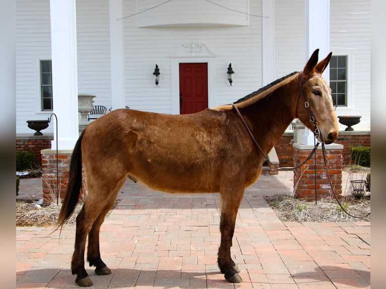 American Quarter Horse Castrone 11 Anni 150 cm Baio ciliegia in Highland MI