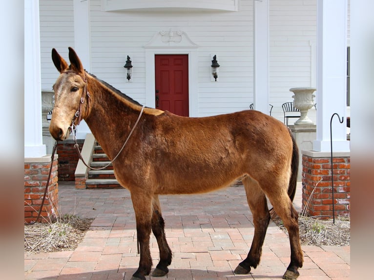 American Quarter Horse Castrone 11 Anni 150 cm Baio ciliegia in Highland MI