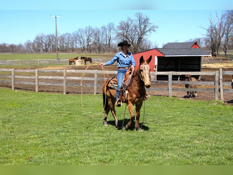 American Quarter Horse Castrone 11 Anni 150 cm Baio ciliegia in Highland MI