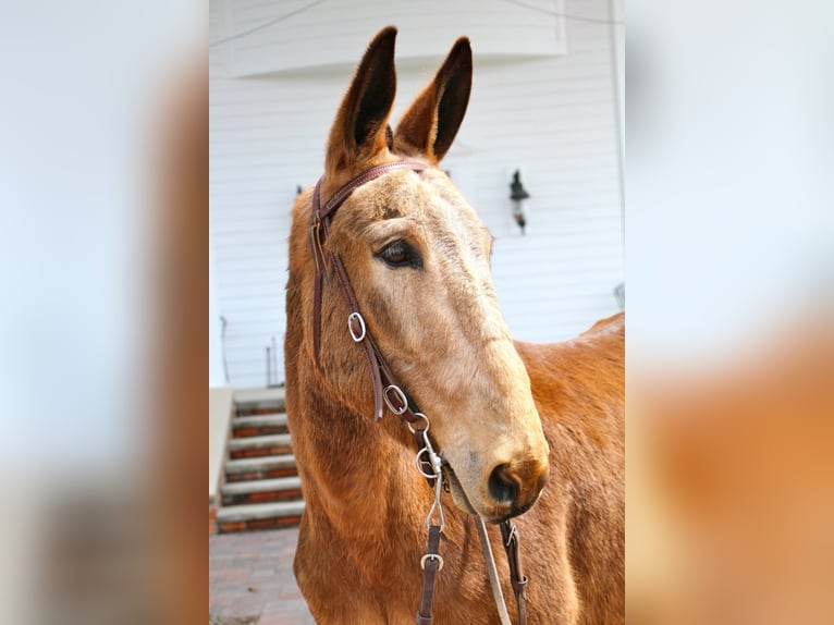 American Quarter Horse Castrone 11 Anni 150 cm Baio ciliegia in Highland MI