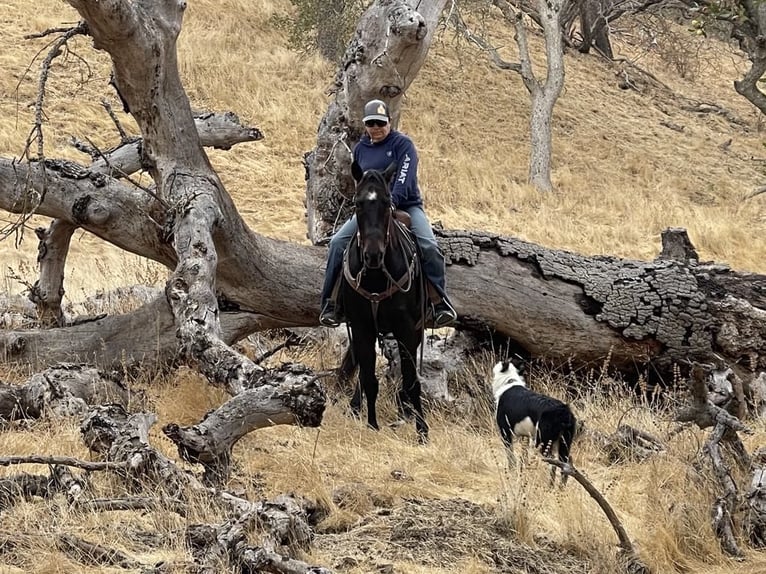 American Quarter Horse Castrone 11 Anni 150 cm Baio ciliegia in Paicines CA