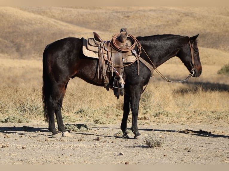 American Quarter Horse Castrone 11 Anni 150 cm Baio ciliegia in Paicines CA