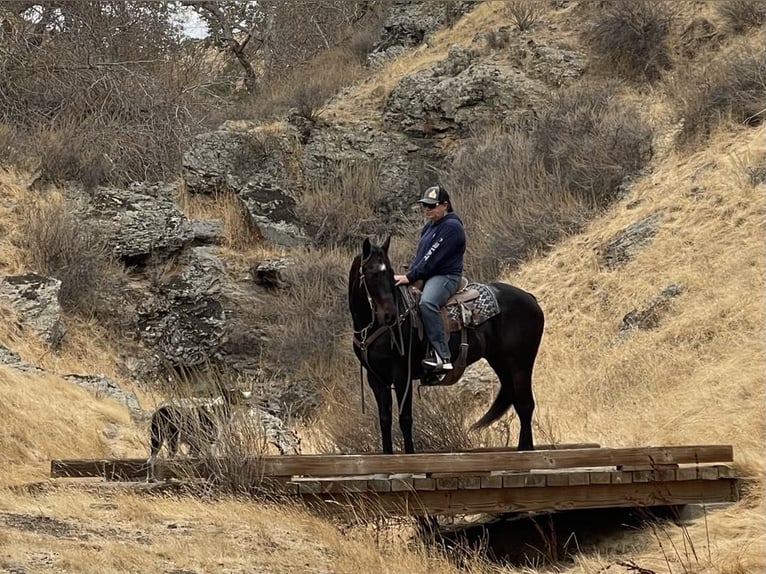 American Quarter Horse Castrone 11 Anni 150 cm Baio ciliegia in Paicines CA