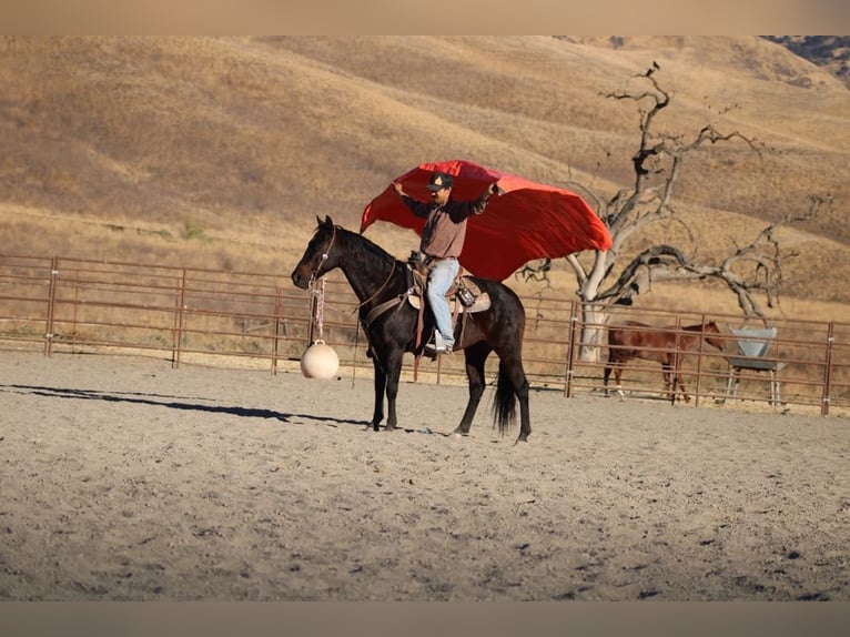 American Quarter Horse Castrone 11 Anni 150 cm Baio ciliegia in Paicines CA