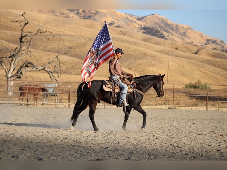 American Quarter Horse Castrone 11 Anni 150 cm Baio ciliegia in Paicines CA