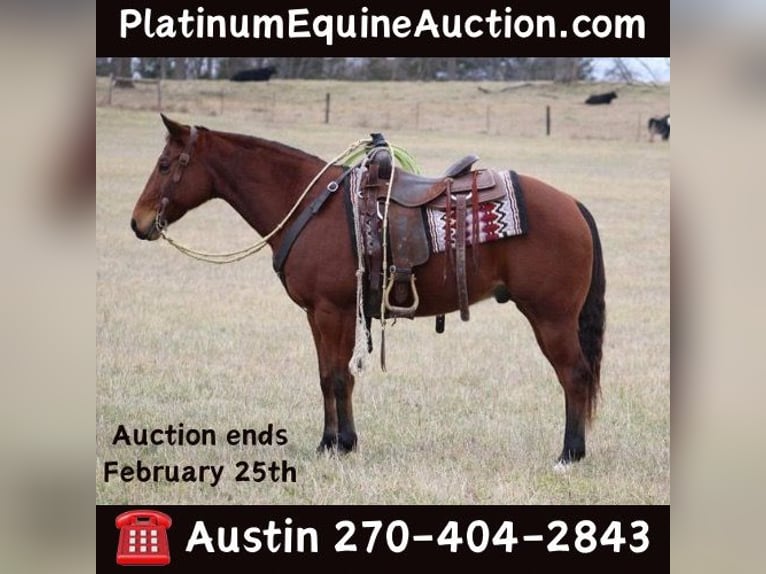American Quarter Horse Castrone 11 Anni 150 cm Baio ciliegia in thompkinsville KY