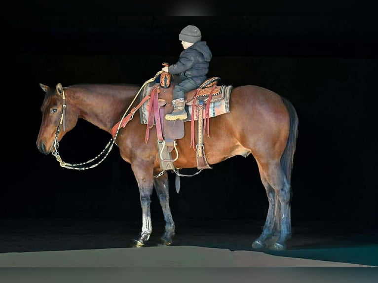 American Quarter Horse Castrone 11 Anni 150 cm Baio ciliegia in Rebersburg