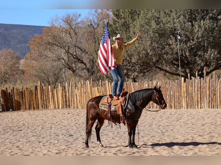 American Quarter Horse Castrone 11 Anni 150 cm Baio ciliegia in Camp Verde, AZ