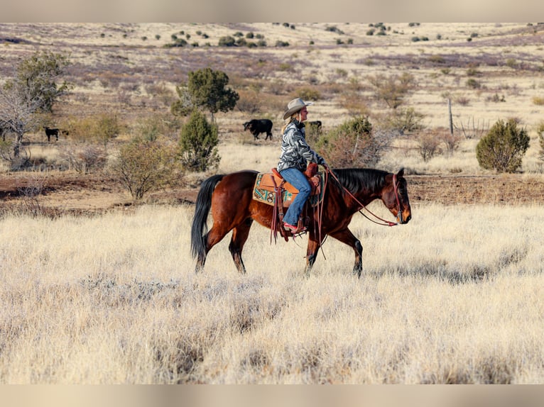 American Quarter Horse Castrone 11 Anni 150 cm Baio ciliegia in Camp Verde, AZ