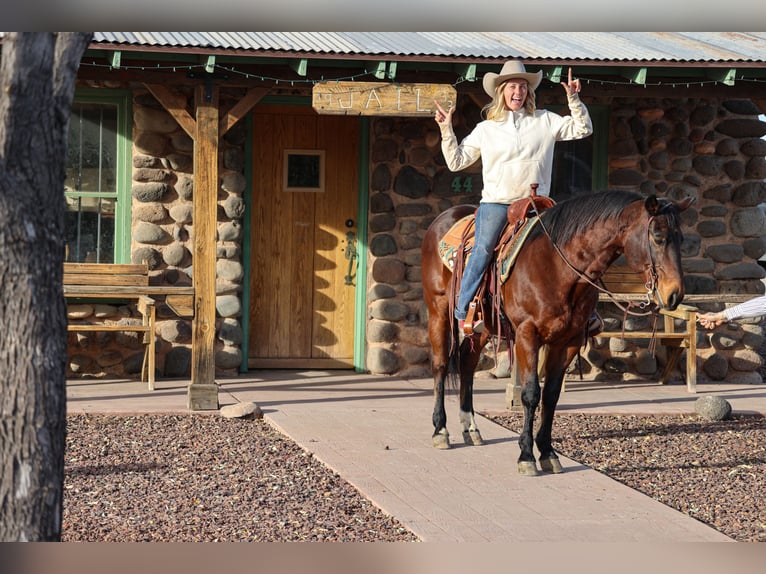 American Quarter Horse Castrone 11 Anni 150 cm Baio ciliegia in Camp Verde, AZ