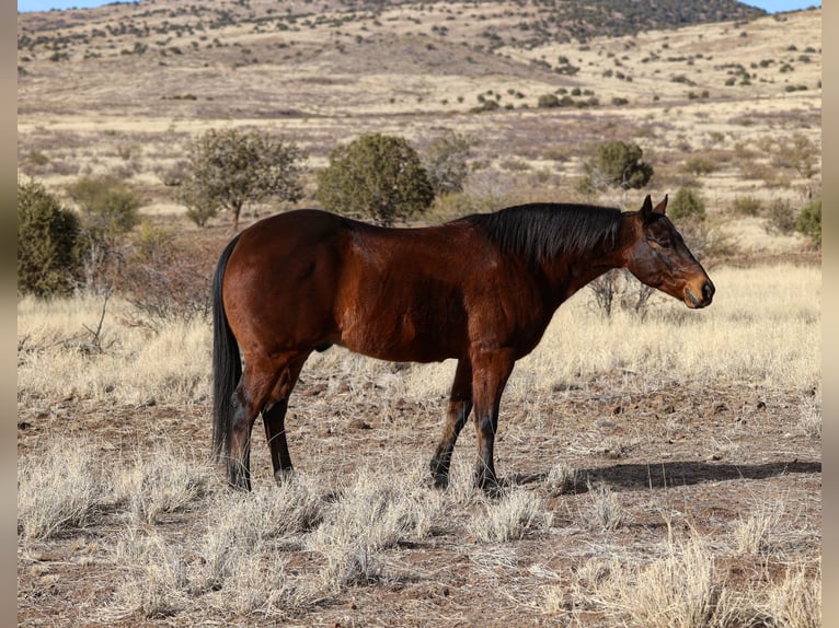 American Quarter Horse Castrone 11 Anni 150 cm Baio ciliegia in Camp Verde, AZ