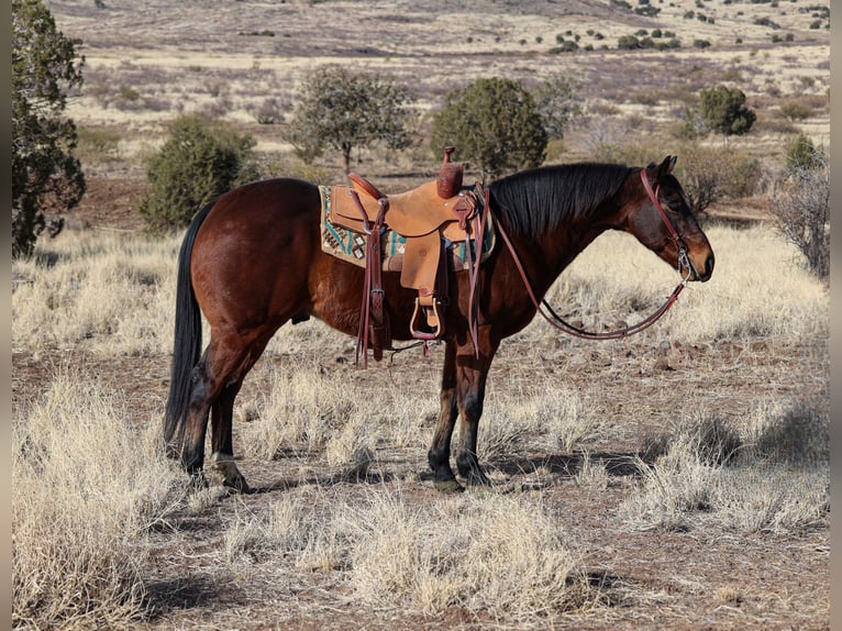 American Quarter Horse Castrone 11 Anni 150 cm Baio ciliegia in Camp Verde, AZ