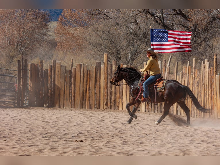 American Quarter Horse Castrone 11 Anni 150 cm Baio ciliegia in Camp Verde, AZ