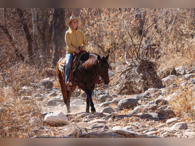 American Quarter Horse Castrone 11 Anni 150 cm Baio ciliegia in Camp Verde, AZ