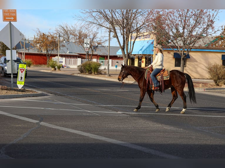 American Quarter Horse Castrone 11 Anni 150 cm Baio ciliegia in Camp Verde, AZ