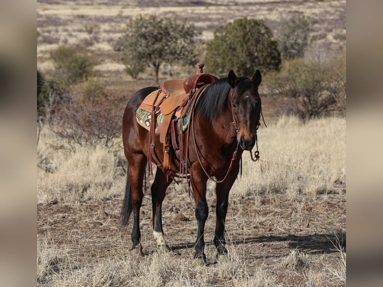 American Quarter Horse Castrone 11 Anni 150 cm Baio ciliegia in Camp Verde, AZ