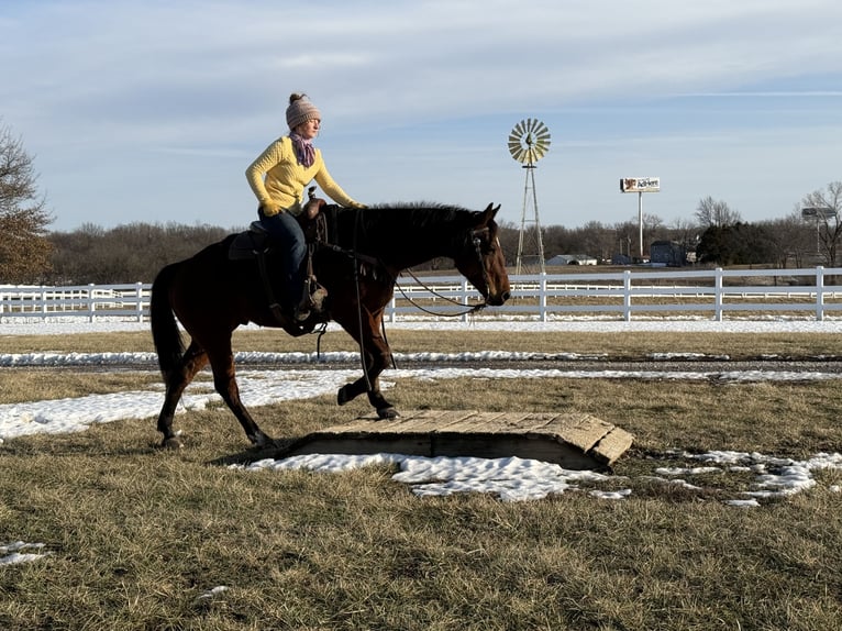 American Quarter Horse Castrone 11 Anni 150 cm Baio ciliegia in Kansas City, MO