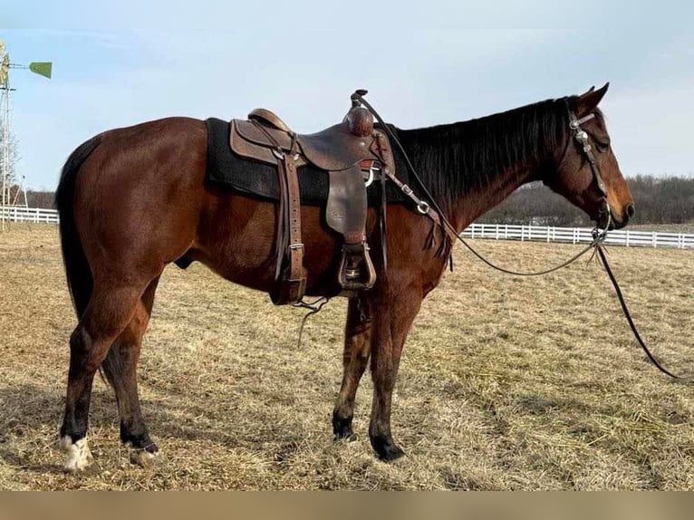 American Quarter Horse Castrone 11 Anni 150 cm Baio ciliegia in Kansas City, MO