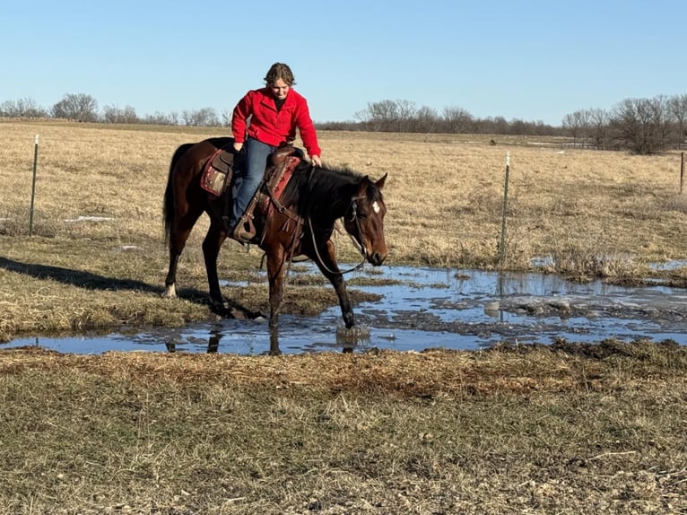 American Quarter Horse Castrone 11 Anni 150 cm Baio ciliegia in Kansas City, MO