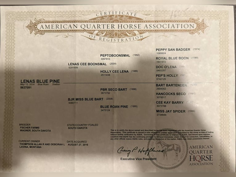 American Quarter Horse Castrone 11 Anni 150 cm Grigio in Cottonwood AZ