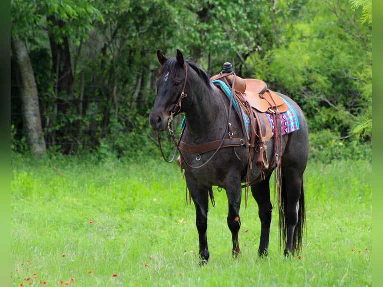 American Quarter Horse Castrone 11 Anni 150 cm Grigio in Cottonwood AZ