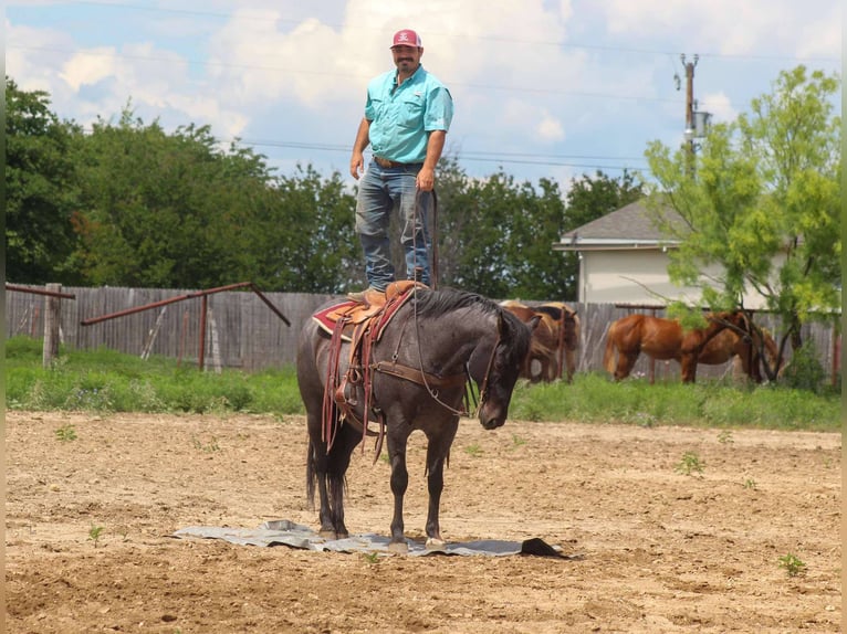 American Quarter Horse Castrone 11 Anni 150 cm Grigio in Cottonwood AZ
