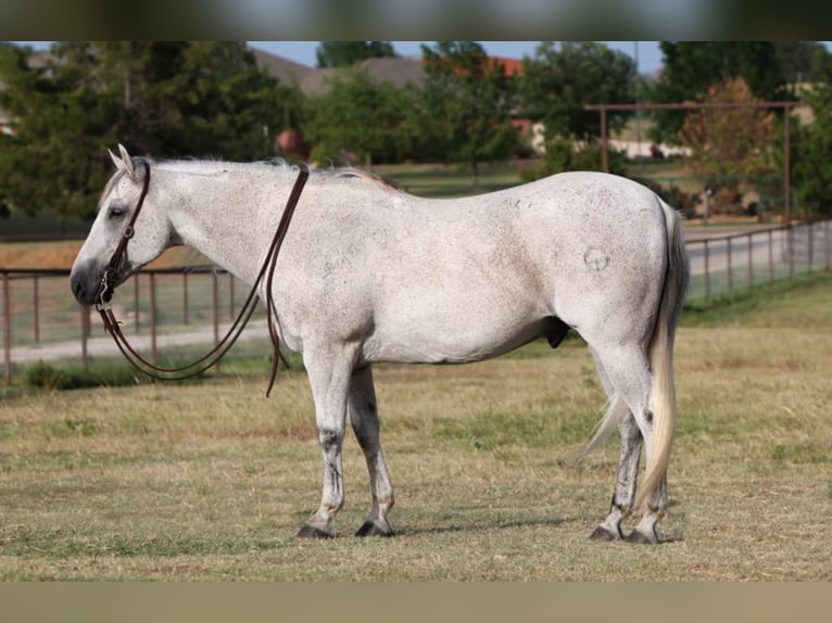 American Quarter Horse Castrone 11 Anni 150 cm Grigio in Joshua TX