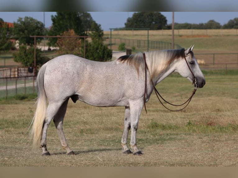 American Quarter Horse Castrone 11 Anni 150 cm Grigio in Joshua TX