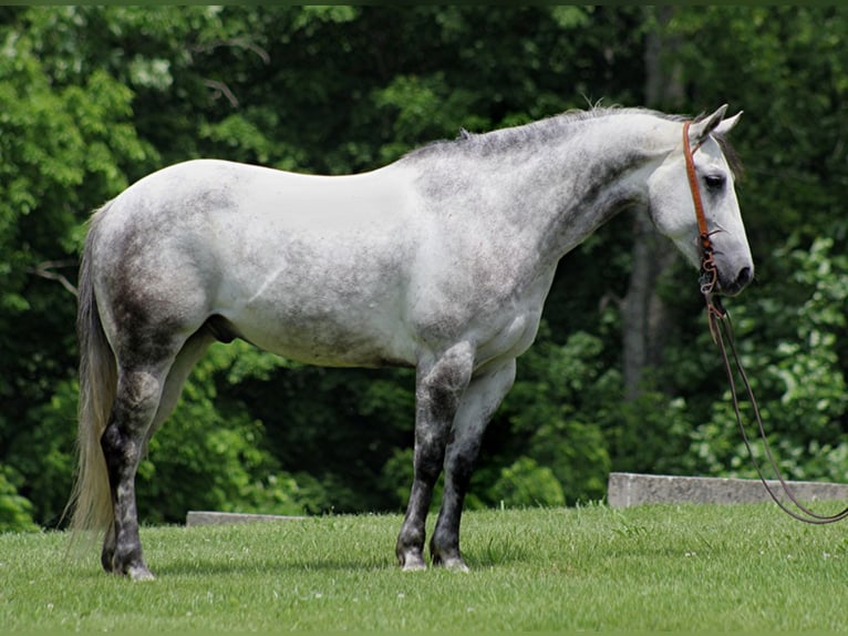 American Quarter Horse Castrone 11 Anni 150 cm Grigio pezzato in Brodhead KY