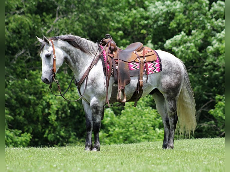 American Quarter Horse Castrone 11 Anni 150 cm Grigio pezzato in Brodhead KY