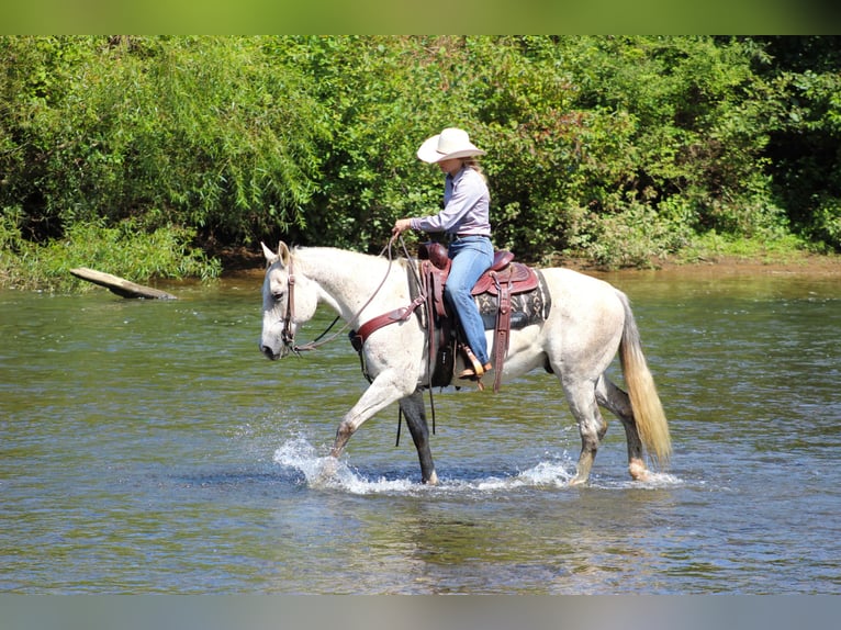 American Quarter Horse Castrone 11 Anni 150 cm Grigio in Clarion, PA