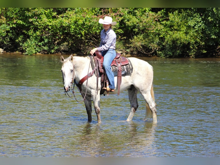 American Quarter Horse Castrone 11 Anni 150 cm Grigio in Clarion, PA