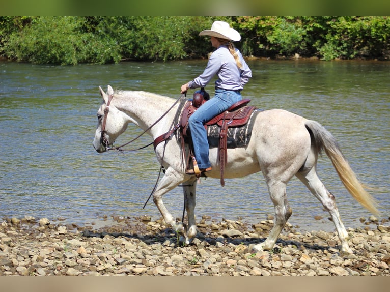 American Quarter Horse Castrone 11 Anni 150 cm Grigio in Clarion, PA