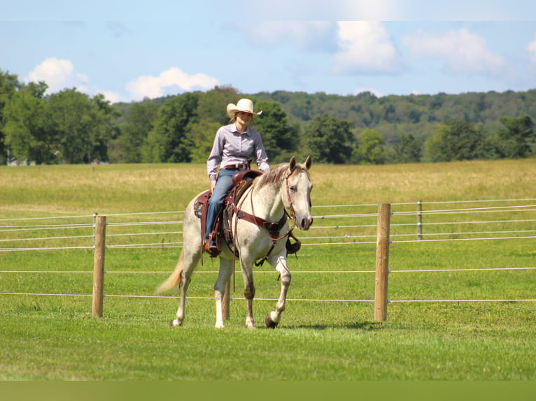 American Quarter Horse Castrone 11 Anni 150 cm Grigio in Clarion, PA