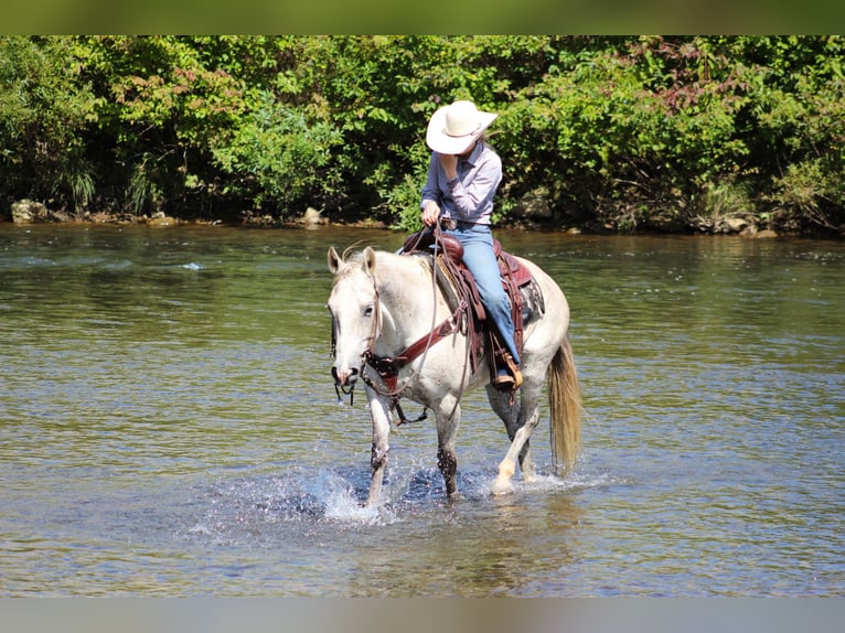 American Quarter Horse Castrone 11 Anni 150 cm Grigio in Clarion, PA