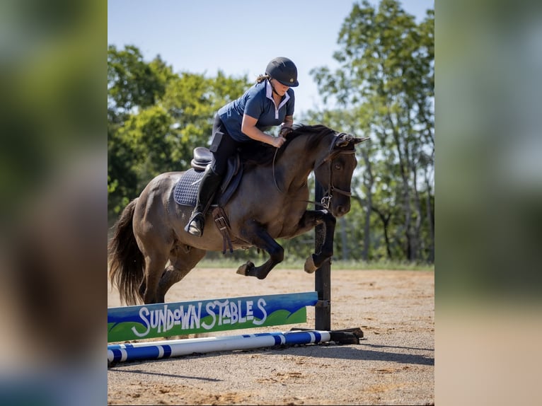 American Quarter Horse Castrone 11 Anni 150 cm Grullo in Auburn