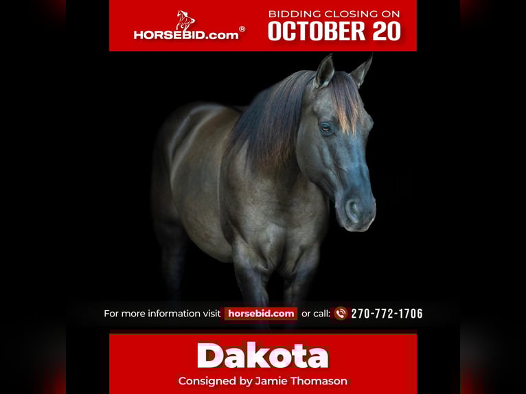 American Quarter Horse Castrone 11 Anni 150 cm Grullo in Auburn